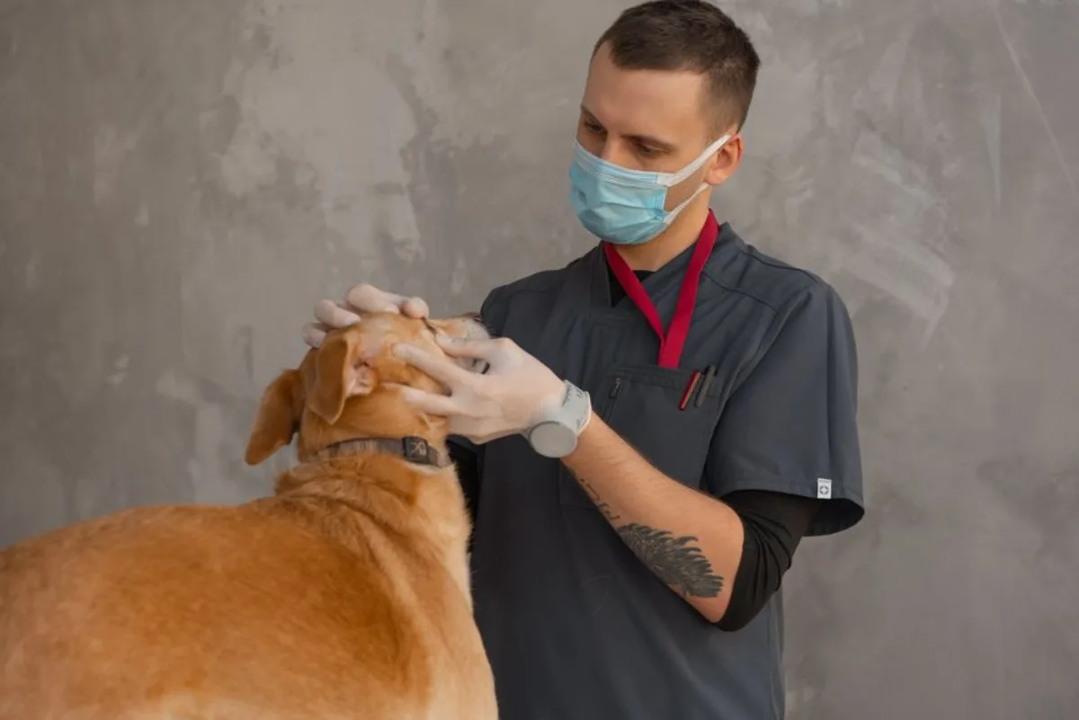 Assurance chien : ce qu’elle couvre, ce que la loi impose déjà