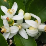 Fleur d&rsquo;oranger et bébé : prudence avec les produits parfumés
