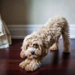 Chaussettes pour chien : taille, matière et sécurité à la maison