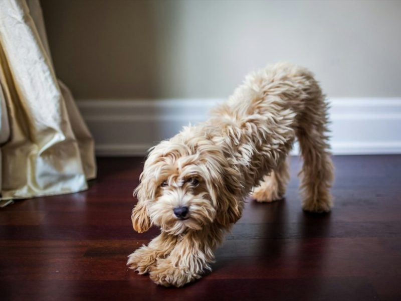 Chaussettes pour chien : taille, matière et sécurité à la maison